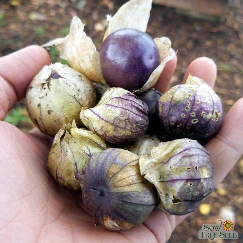 Tomatillo Seeds - Purple
