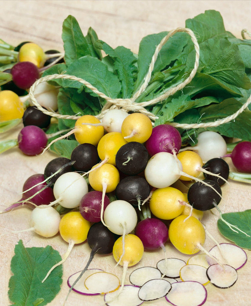 Radish Seeds - Halloween Mix