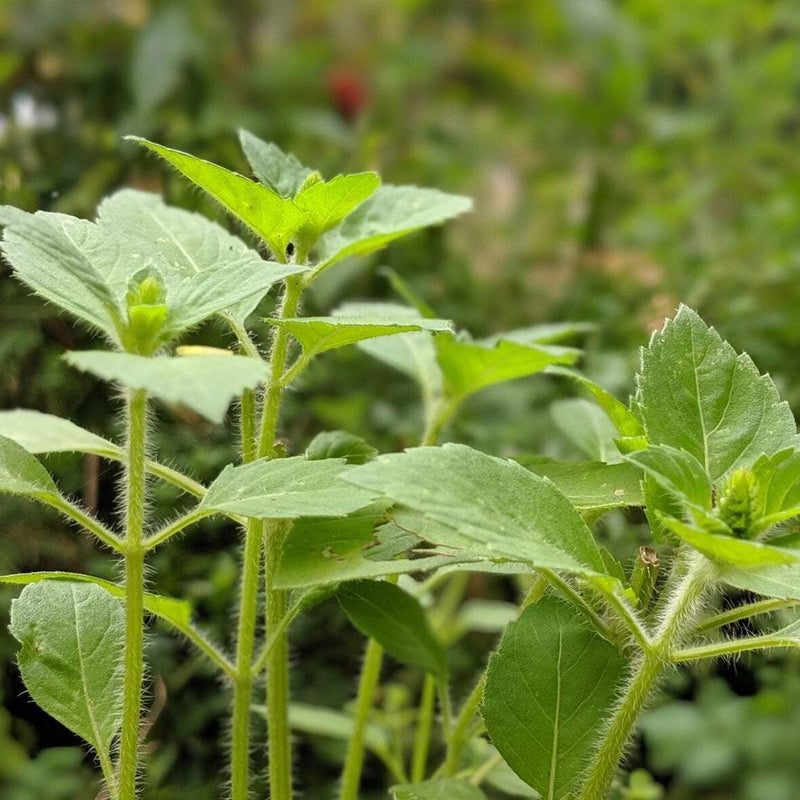 Basil Seeds, Tulsi - Kapoor
