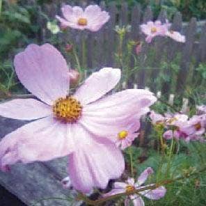 Flower Seed Mix - Bee Feed: Packet