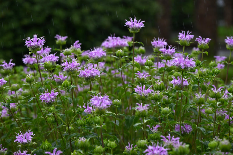 Bee Balm Seeds- Lemon Mint