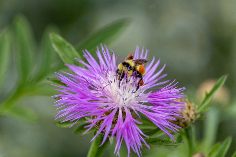 Bee Balm Seeds- Lemon Mint