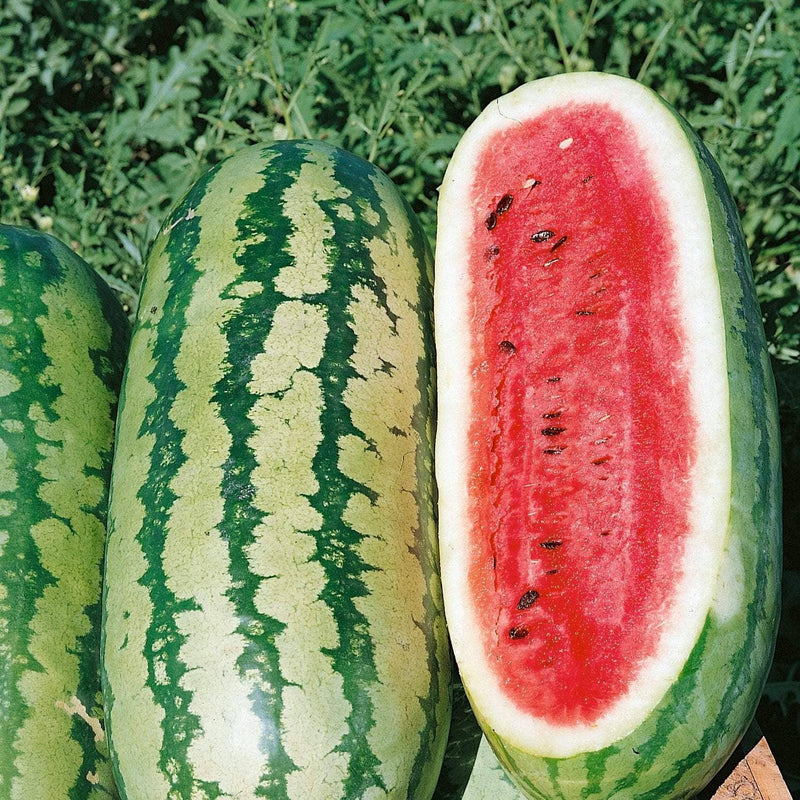 Watermelon Seeds - Georgia Rattlesnake