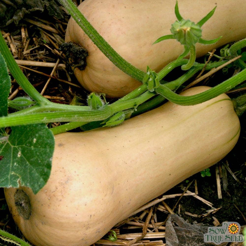 Winter Squash Seeds - Waltham Butternut