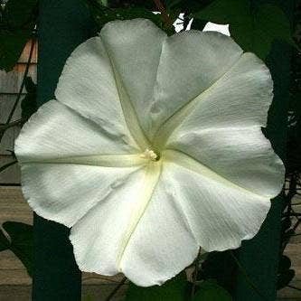 Moonflower Seeds