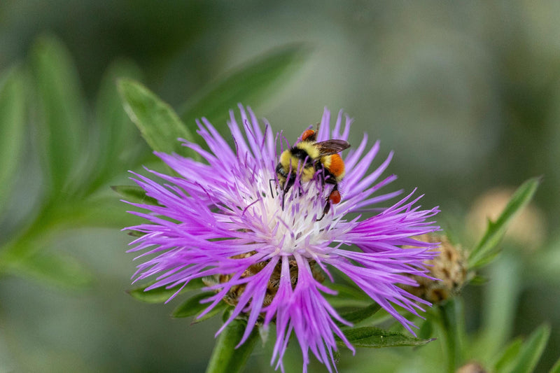 Bee Balm Seeds- Lemon Mint
