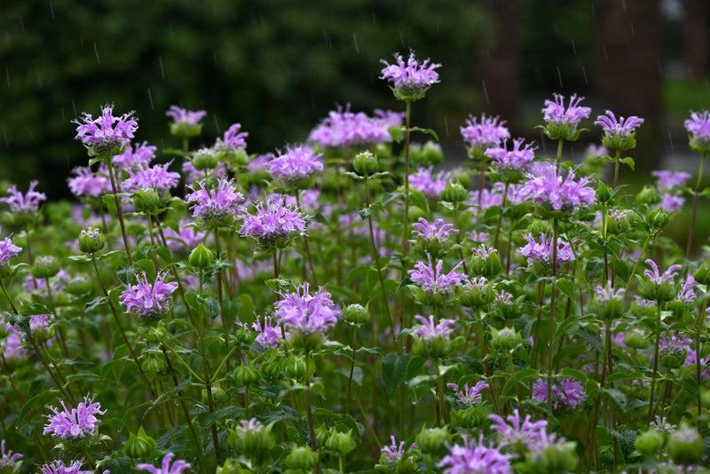 Bee Balm Seeds- Lemon Mint