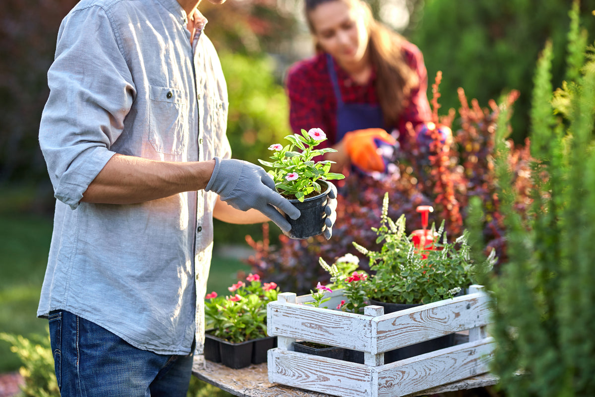 A gardener in gloves planting young herb and flower seedlings into a wooden crate