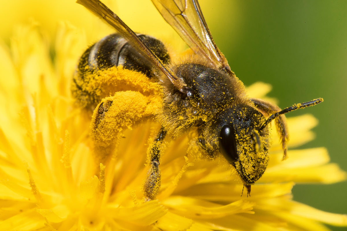 A bee dusted with pollen feeding at a yellow flower