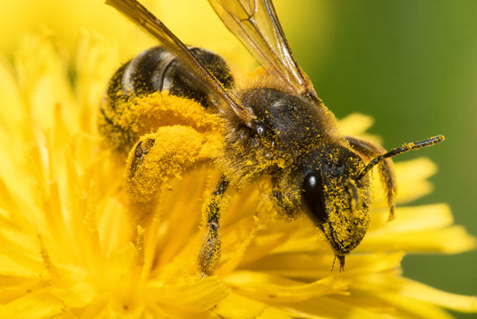 The Importance of Planting a Pollinator Garden