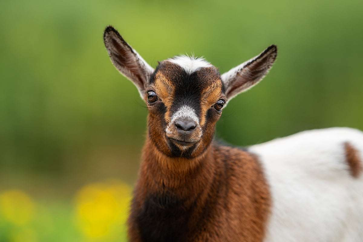A young brown and white goat looking at the camera in a pasture