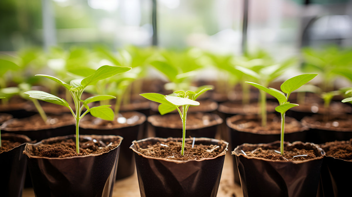 Rows of young seedlings growing in peat pots on a seed-starting bench