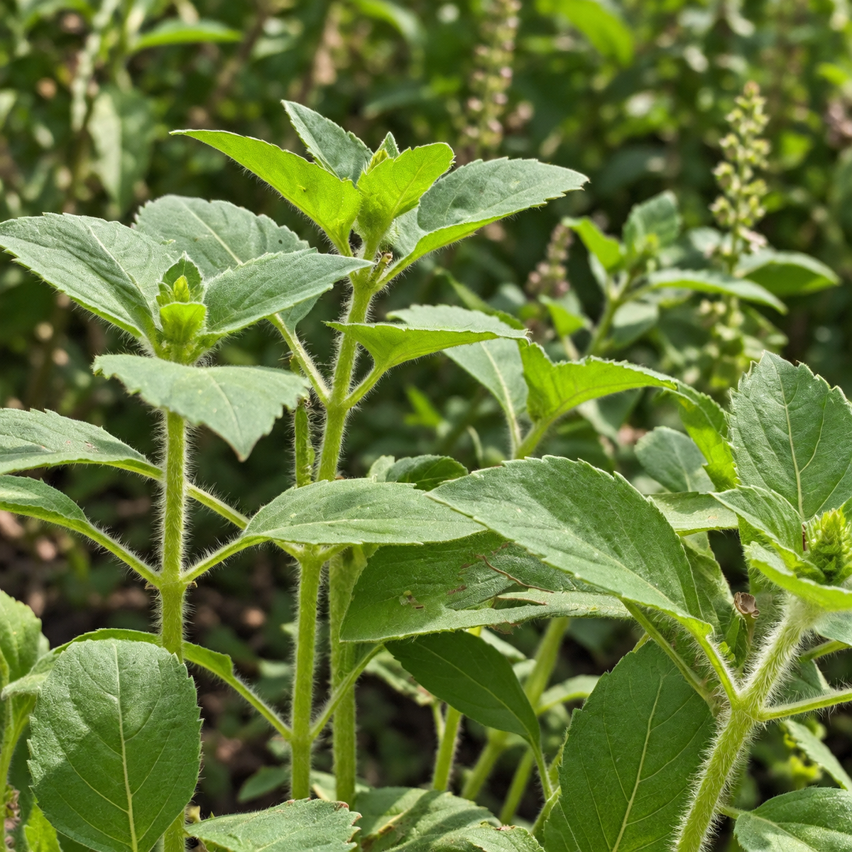 Tulsi Kapoor basil seeds