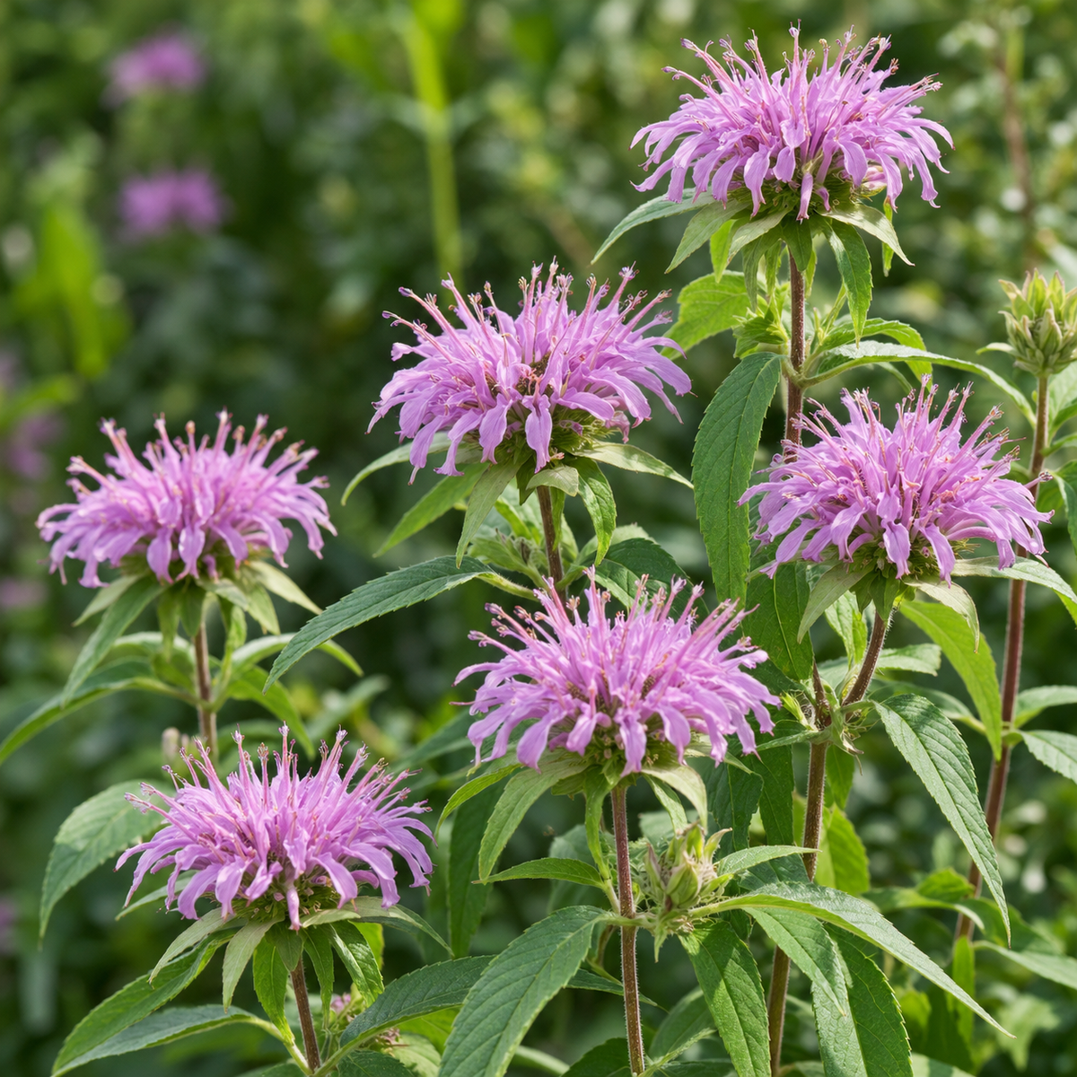Lemon mint bee balm in flower