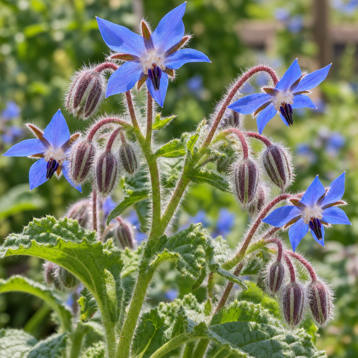 Borage in flower