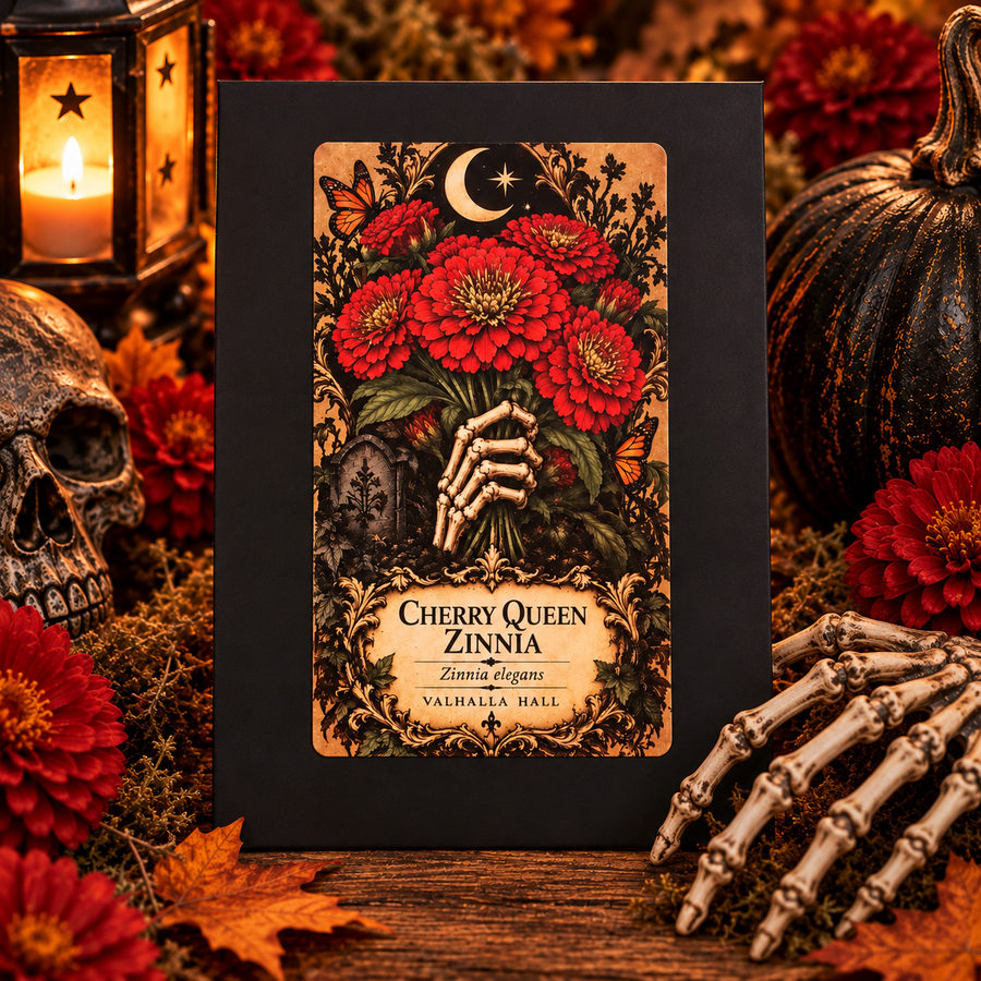 The Valhalla Hall Cherry Queen Zinnia seed packet, a black envelope with an ornate illustrated label of cherry-red double zinnias gathered in a skeleton hand beneath a crescent moon, naming Zinnia elegans, photographed among red zinnias, a skull, a dark pumpkin and candlelight