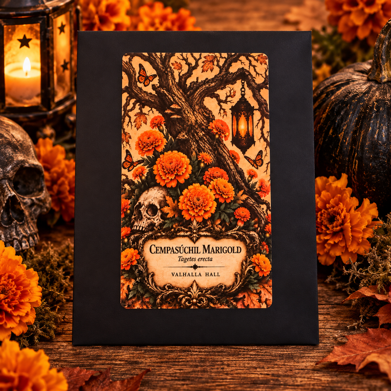 The Valhalla Hall Cempasúchil Marigold seed packet, a black envelope with an ornate illustrated label of orange marigolds, a skull and a lit lantern hanging in a bare autumn tree, naming Tagetes erecta, photographed on weathered wood among marigold blooms, a black pumpkin, moss and candlelight
