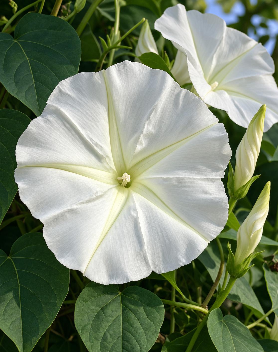 Moonflower in bloom