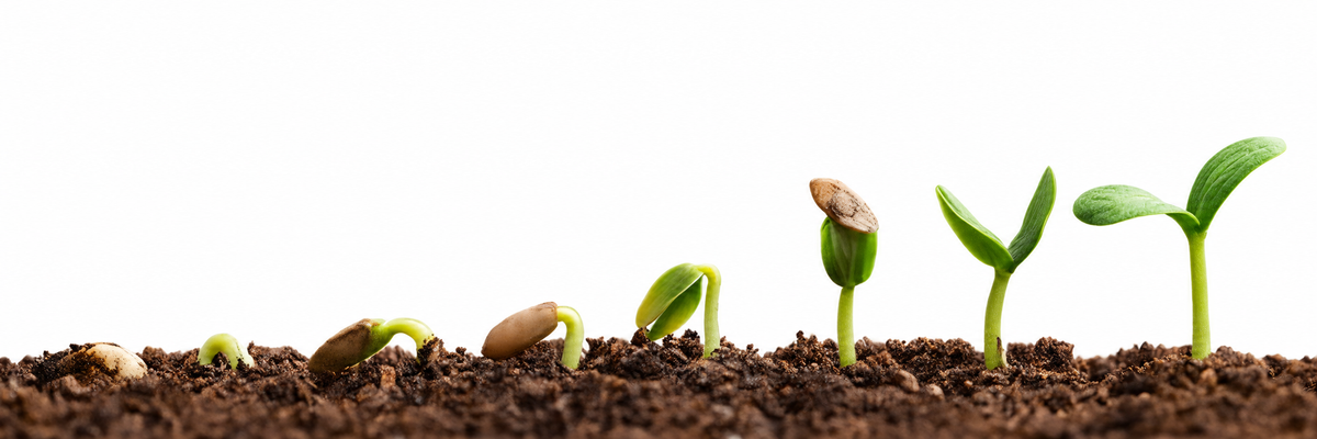 A row of seeds germinating in dark soil, from split seed to first true leaves