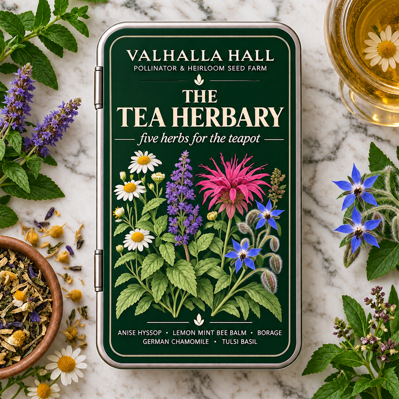 Valhalla Hall Tea Herbary seed gift tin, deep green lid with a botanical illustration of chamomile, bee balm, borage, hyssop and tulsi basil